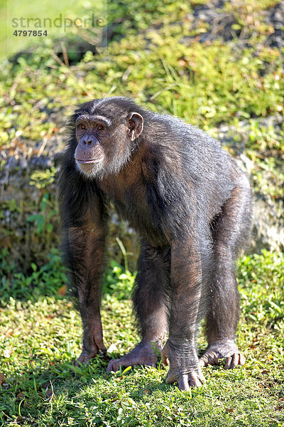Schimpanse (Pan troglodytes troglodytes)  halberwachsenes Jungtier  Afrika