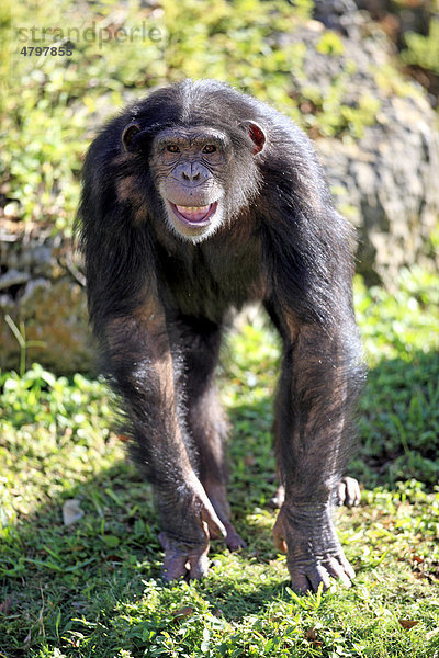 Schimpanse (Pan troglodytes troglodytes)  halberwachsenes Jungtier mit Grimasse  Afrika