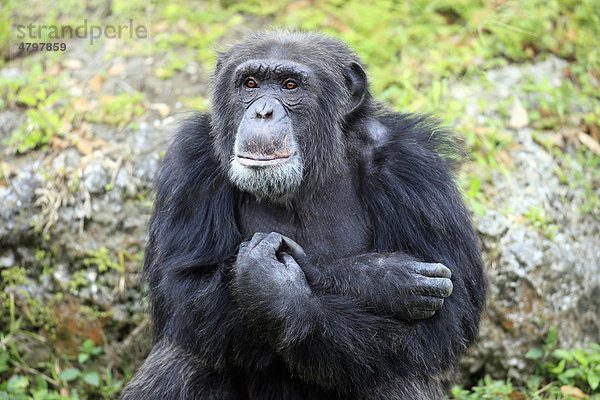 Schimpanse (Pan troglodytes troglodytes)  Männchen  Afrika