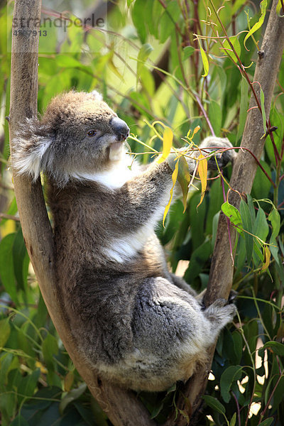 Koala (Phascolarctos cinereus)  Alttier  Baum  fressend  Nahrungsaufnahme  Eukalyptus  Australien