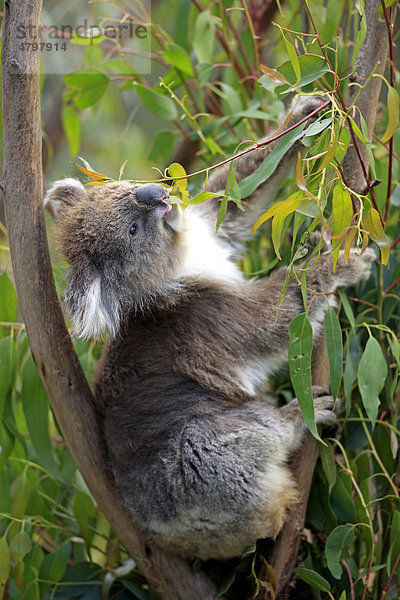 Koala (Phascolarctos cinereus)  Alttier  Baum  fressend  Nahrungsaufnahme  Eukalyptus  Australien
