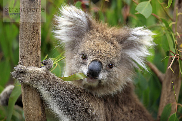 Koala (Phascolarctos cinereus)  Alttier  Baum  fressend  Nahrungsaufnahme  Eukalyptus  Porträt  Australien