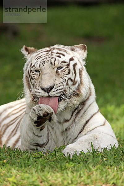 Königstiger (Panthera tigris tigris)  Alttier  Indien  Asien