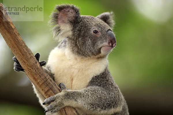 Koala (Phascolarctos cinereus)  Alttier  Baum  Australien