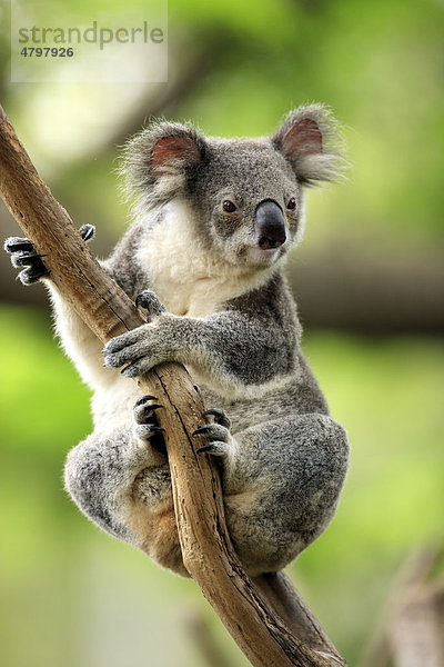 Koala (Phascolarctos cinereus)  Alttier im Baum  Australien