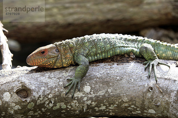 Krokodilteju  Panzerteju (Dracaena guianensis)  Alttier  Florida  USA  Amerika