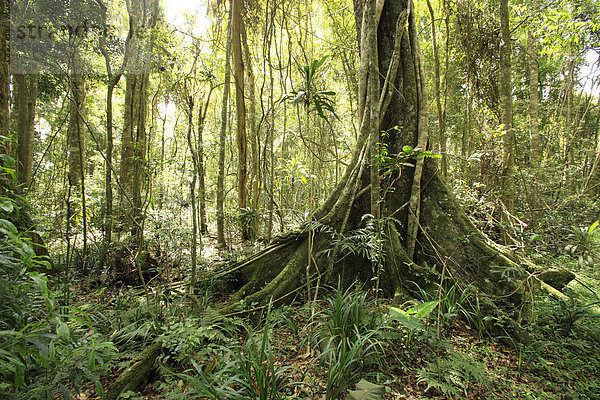 Regenwald  Lamington Nationalpark  Queensland  Australien