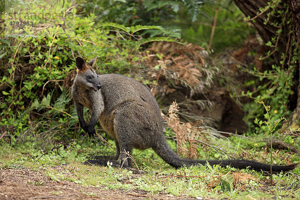 Sumpfwallaby (Wallabia bicolor)  adult  weiblich  Phillip Island  Australien