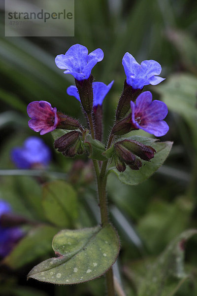 Lungenkraut (Pulmonaria officinalis)  Blüten