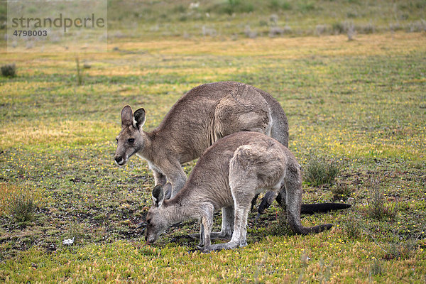 Östliches Graues Riesenkänguru (Macropus giganteus)  fressendes Paar  Wilson Promontory Nationalpark  Victoria  Australien