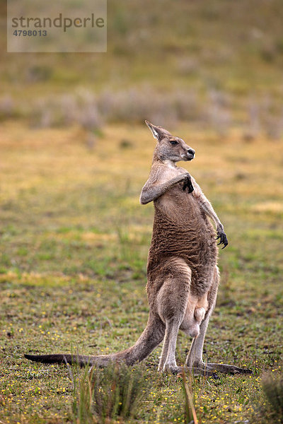 Östliches Graues Riesenkänguru (Macropus giganteus)  männliches Alttier  Wilson Promontory Nationalpark  Victoria  Australien