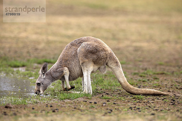 Östliches Graues Riesenkänguru (Macropus giganteus)  weibliches Alttier trinkt  Australien