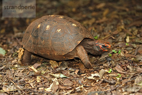 Köhlerschildkröte (Geochelone carbonaria)  adult  Pantanal  Brasilien  Südamerika