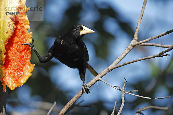 Krähenstirnvogel (Psarocolius decumanus)  adult  auf Baum  fressend  an Papaya Frucht  Pantanal  Brasilien  Südamerika