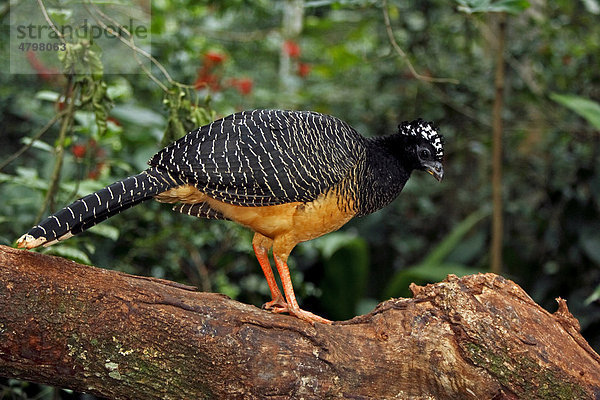 Nacktgesichtshokko (Crax fasciolata)  adult  weiblich  auf Baum  Pantanal  Brasilien  Südamerika