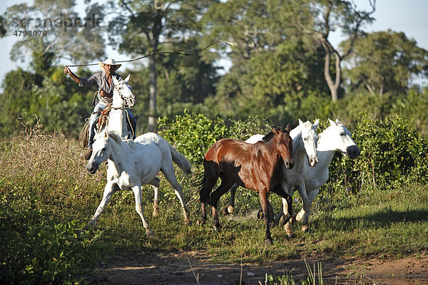 Pantanal Cowboy  mit Pantaneiro Pferden  Viehtrieb  Vieh treiben  Peitsche  Pantanal  Brasilien  Südamerika  Reiter