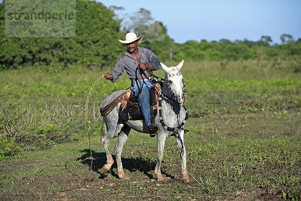 Pantanal Cowboy reitet Pantaneiro-Pferd  Peitsche  Pantanal  Brasilien  Südamerika