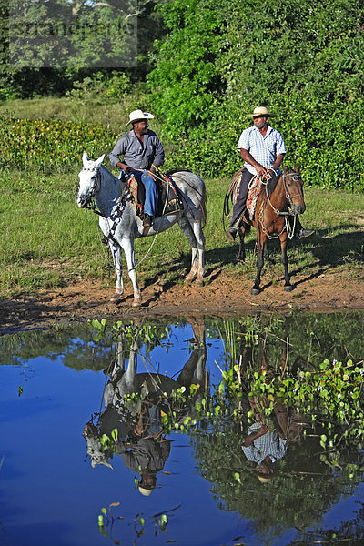 Pantanal Cowboys reiten Pantaneiro-Pferde  Pantanal  Brasilien  Südamerika