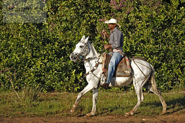 Pantanal Cowboy reitet Pantaneiro-Pferd  Pantanal  Brasilien  Südamerika