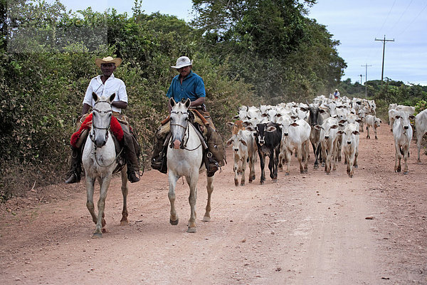 Pantanal Cowboys reiten Pantaneiro-Pferde  Viehtrieb  Pantanal  Brasilien  Südamerika