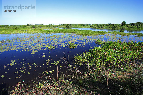 Landschaft mit Wasser  Pantanal  Brasilien  Südamerika