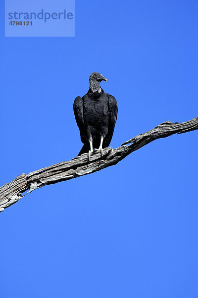 Rabengeier (Coragyps atratus)  Altvogel im Baum  Pantanal  Brasilien  Südamerika