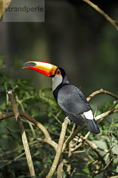 Riesentukan (Ramphastos toco)  Altvogel im Baum  Pantanal  Brasilien  Südamerika