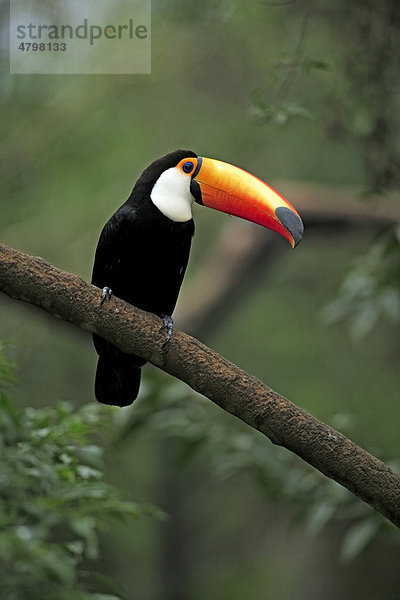 Riesentukan (Ramphastos toco)  Altvogel im Baum  Pantanal  Brasilien  Südamerika