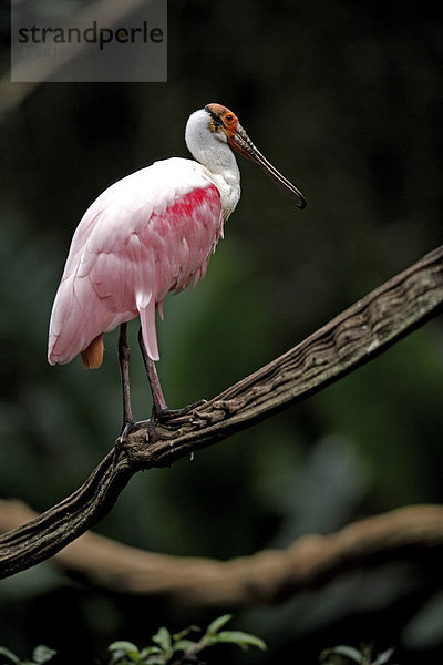 Rosa Löffler (Ajaia ajaja)  Altvogel im Baum  Pantanal  Brasilien  Südamerika