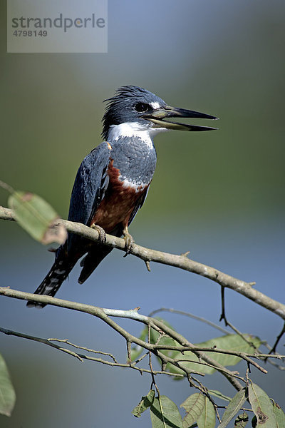 Rotbrustfischer (Ceryle torquata)  Altvogel auf Ast  Pantanal  Brasilien  Südamerika