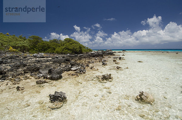 Vogelinsel  Bird Island  Tikehau Korallenatoll  Tuamotu-Archipel  Französisch-Polynesien  Pazifischer Ozean
