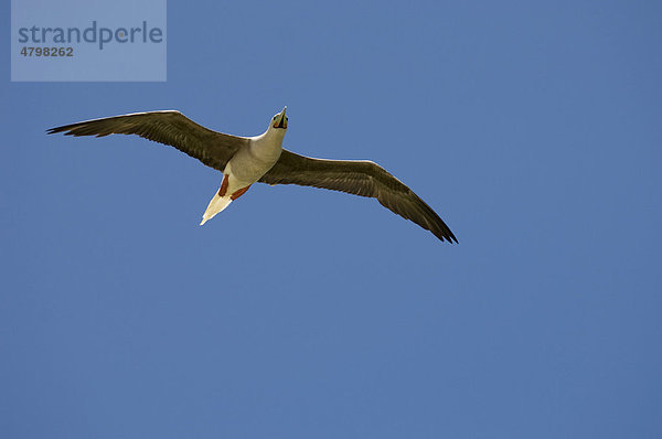 Rotfußtölpel (Sula sula) im Flug  Vogelinsel  Bird Island  Tikehau  Tuamotu-Archipel  Französisch-Polynesien  Pazifischer Ozean