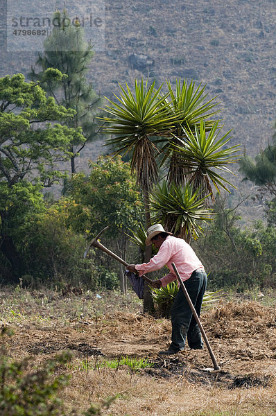 Mann arbeitet auf dem Feld  San Lucas Toliman  Lago de Atitlan  Guatemala  Zentralamerika