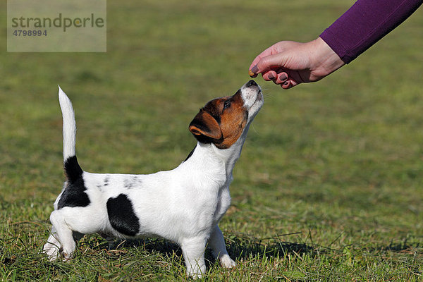 Junger Jack Russell Terrier Welpe  12 Wochen  Rüde  bekommt Leckerli aus Hand