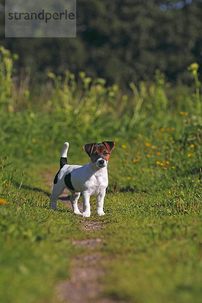 Junger Jack Russell Terrier  Welpe  12 Wochen  Rüde