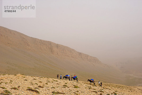 Reisende unterwegs mit Maultieren auf einer Trekkingtour in den Bergen des Hohen Atlas  Ait Bouguemez  Hoher Atlas  Marokko  Afrika