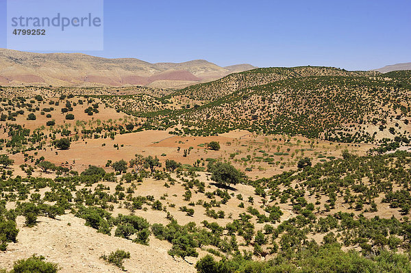 Hügellandschaft in Südmarokko in der Nähe von Essaouira  Arganienbäume (Argania spinosa) wachsen auf dem kargen Boden  Marokko  Afrika