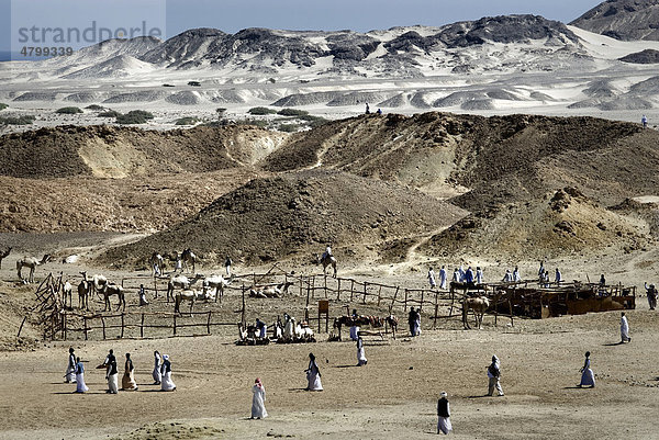 Wüstenvölker aus Ägypten treffen sich im Nationalpark Wadi el Gamal  Tal der Kamele  zum Kulturfestival der Beduinen  Südosten Ägypten  Afrika