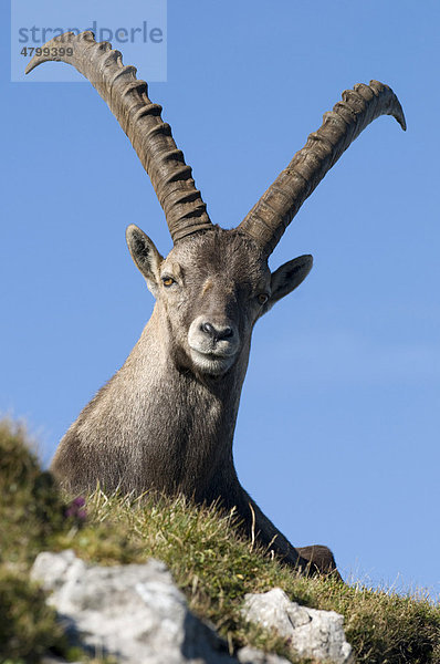 Steinbock (Capra ibex)  Steiermark  Österreich  Europa