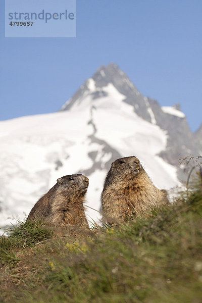 Alpenmurmeltiere (Marmota marmota) mit Großglockner  Hohe Tauern  Österreich  Europa