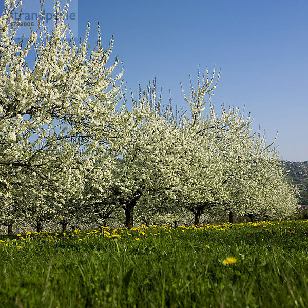 Blühende Apfelbäume  Puy de Dome  Auvergne  Frankreich  Europa