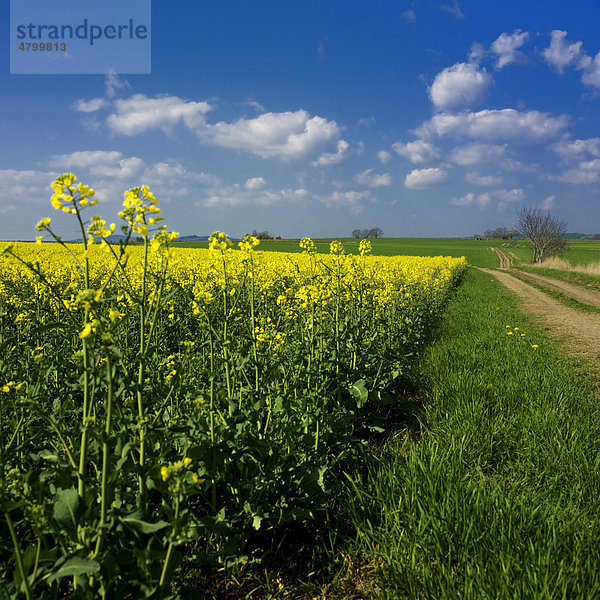 Rapsfeld  Auvergne  Frankreich  Europa