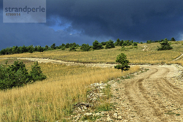 Plateau de la Lure  Alpes de Haute Provence  Frankreich  Europa