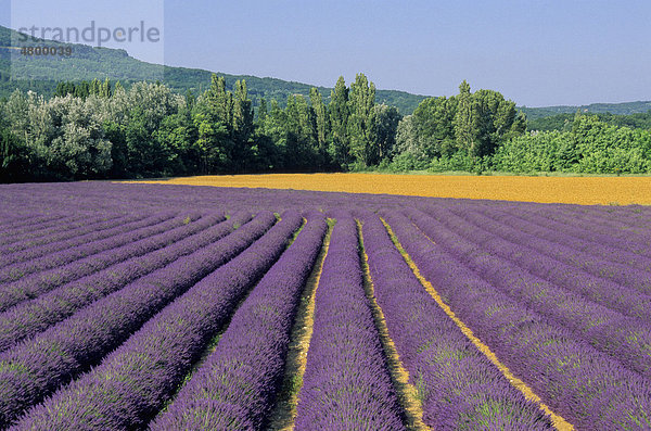 Lavendelfeld in Drome  Frankreich  Europa