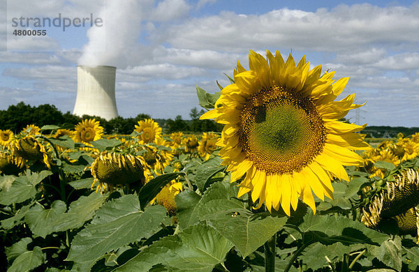 Sonnenblume vor einem Kernkraftwerk  Frankreich  Europa