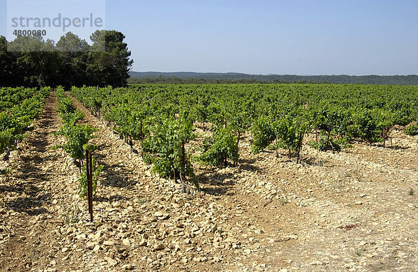 Weinberg in CÙtes du RhÙne  Provence  Frankreich  Europa