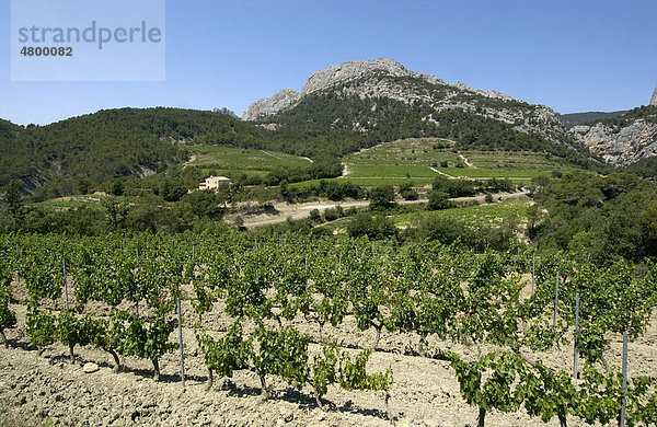 CÙtes du RhÙne  Provence  Frankreich  Europa