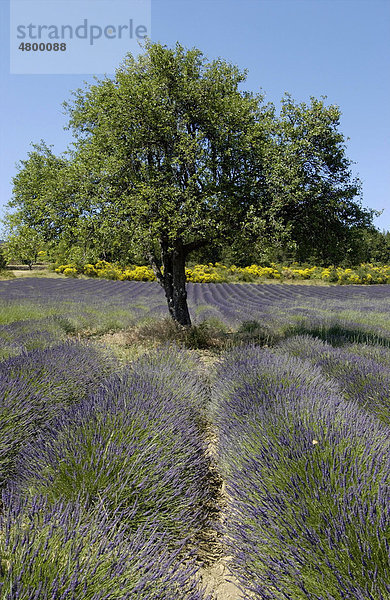 Baum in einem Lavendelfeld in der Provence  Vaucluse  Frankreich  Europa