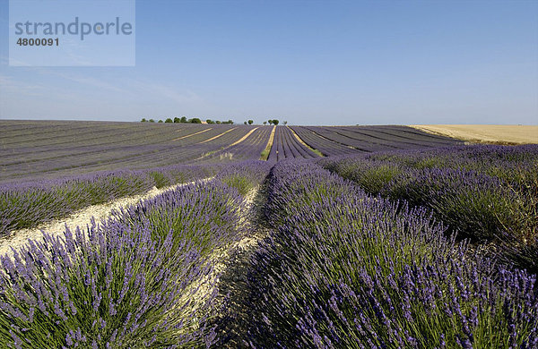 Lavendelfeld  Plateau von Valensole  Provence  Frankreich  Europa