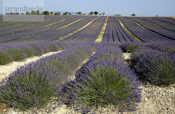 Lavendelfeld  Plateau von Valensole  Provence  Frankreich  Europa